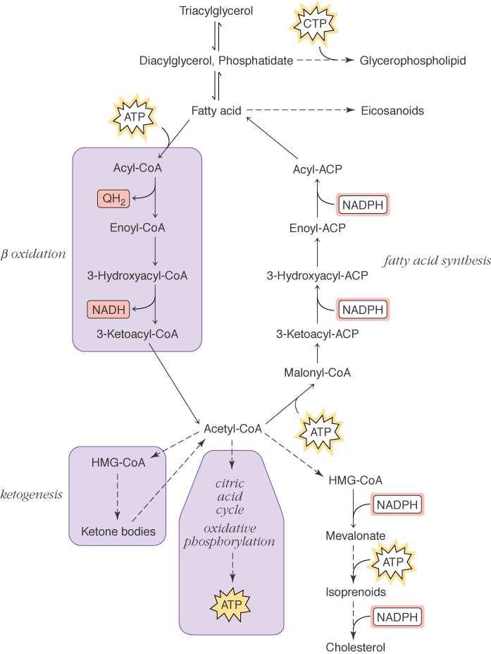 Fosfolipasa A2 fosfolípido lisofosfolípido Efecto de los antiinflamatorios no esteroideos