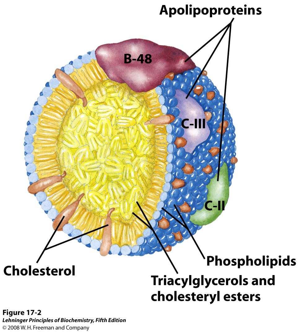 Movilización de los triacilgliceroles almacenados en los tejidos 1-La hormona es reconocida por el