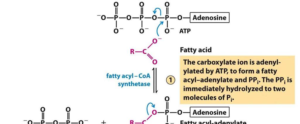 Destino de los ácidos grasos Son oxidados en la mitocondria Los AGs de 12 C o menos ingresan libremente a la mitocondria Los AGs de 12 C o más deben emplear la lanzadera