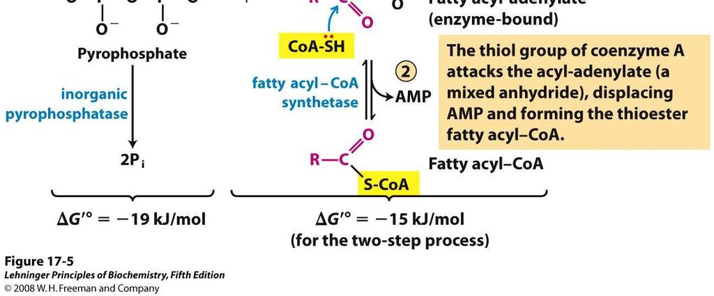 Acil-CoA + AMP + PP i Acil-CoA sintetasas isozimas para distinto largo de cadena El carboxilato es adenilado por ATP para formar acil-adenilato y PPi.