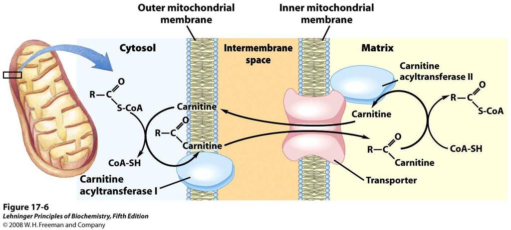 Ingreso de Acil-CoA a la mitocondria Carnitina Es inhibida por malonil-coa, es el paso limitante en la degradación de los ácidos