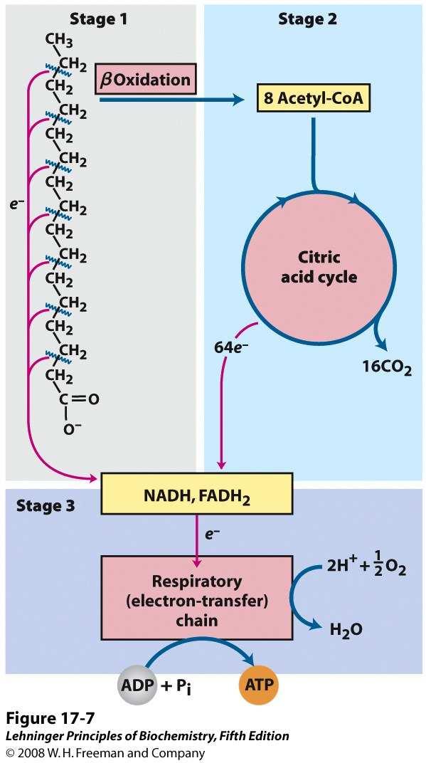 de ácidos grasos a acetil-coa (se genera NADH and FADH 2 ) Oxidación de acetil-coa en el ciclo del ácido cítrico (se genera NADH,
