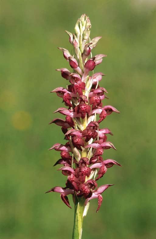 153 Orchis