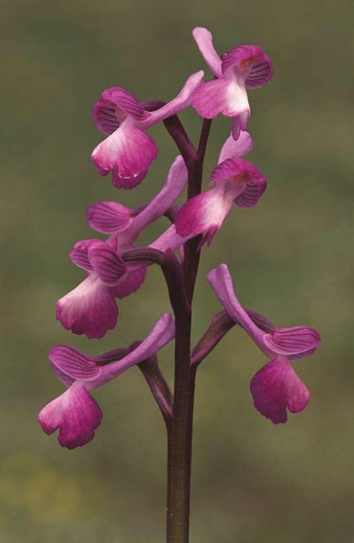 143 Orchis