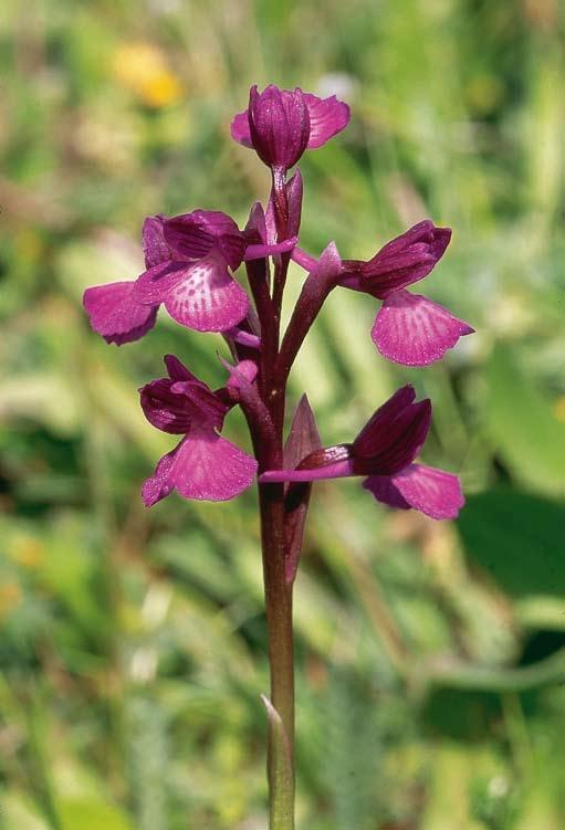 Orchis champagneuxii O.