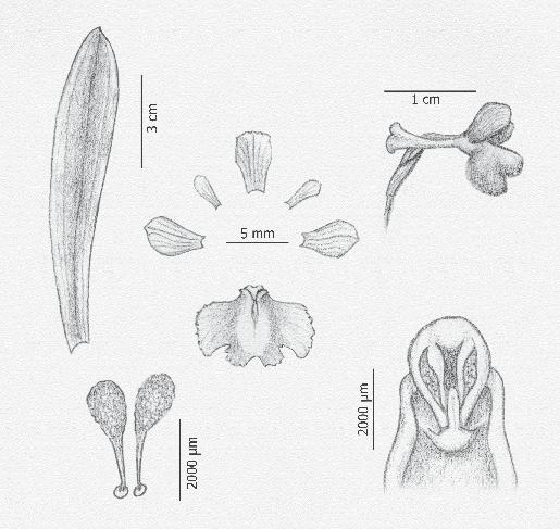Orchis champagneuxii areniscas del Aljibe y a los flysch arenoarcillosos. No la hemos hallado en terrenos calizos. Creemos que está en regresión.