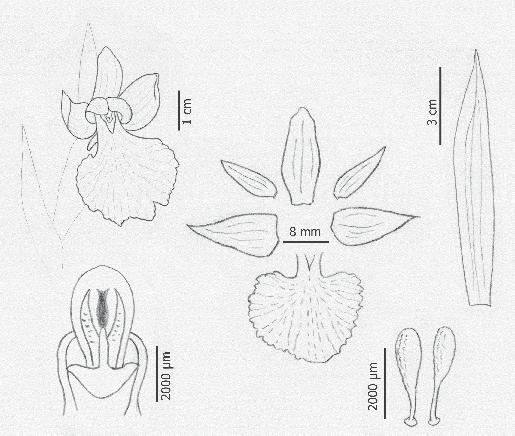Orchis papilionacea El terreno está orientado al NO y cubierto por un matorral de Cistus ladanifer, C. monspeliensis y Lavandula stoechas.