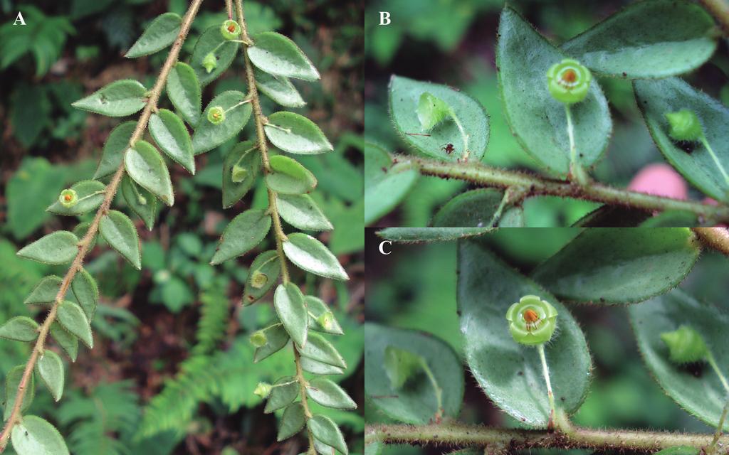 Pedraza-Peñalosa Figura 2. A. Ramas con hojas y flores; aspecto general de la planta. B. Acercamiento del cáliz (izquierda), flor (centro), y botón floral (derecha). C.