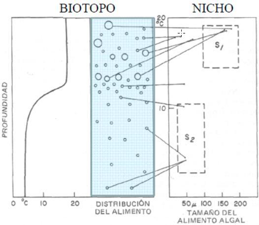 2.- Generalización del concepto de nicho ecológico Relación entre el espacio del nicho y el espacio del biotopo El concepto de biotopo está muy ligado con el concepto de nicho y puede definirse como