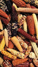 genéticos del maíz y