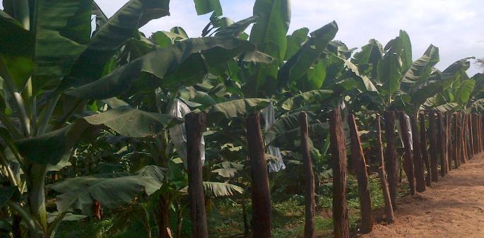 Destaca la dedicación al cultivo de banano orgánico, que en los últimos años se ha convertido en base de la economía de la empresa y generadora de empleo para los pobladores del distrito.
