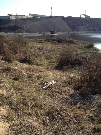 Cuarta ave muerta encontrada en inspección a la laguna Campiche.