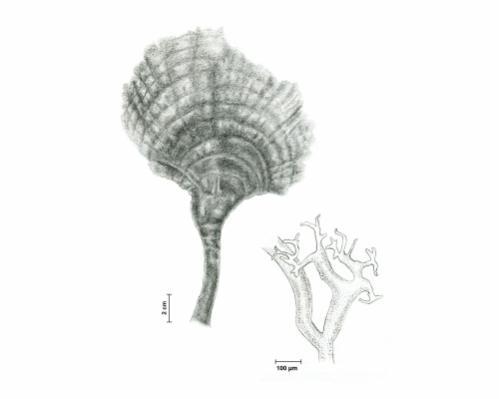 Cladocephalus M. Howe 1905: 569 H ábit o, morfología vegetativa.