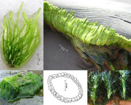 Enteromorpha (especies tubulares de Ulva) Hábito, morfología vegetativa.