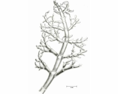 Phyllodictyon J.E. Gray 1866: 69 Hábito, morfología vegetativa.