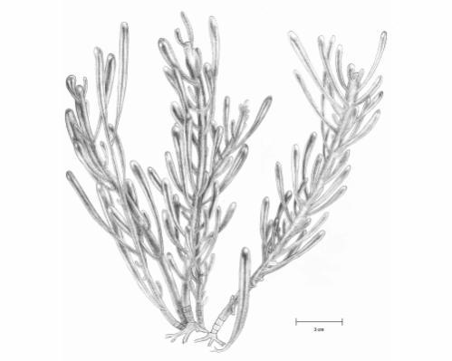 Siphonocladus F. Schmitz 1879: 18 Hábito, morfología vegetativa.