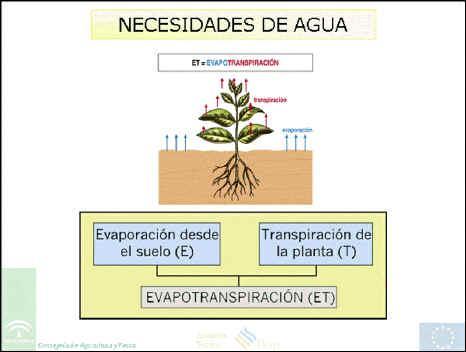 EVPOTRNSPIRCIÓN Se conoce como evapotranspiración (ET) la combinación de dos procesos separados por los que el
