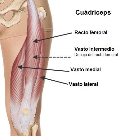 Si la pierna esta fija: Lleva la pelvis a la retroversión. Para poder estirar éstos músculos se necesita realizar al mismo tiempo la flexión de la cadera y la extensión de la rodilla.