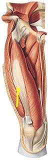 CRURAL VASTO INTERNO VASTO EXTERNO RECTO ANTERIOR En conjunto, este músculo realiza la extensión de la rodilla.