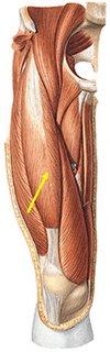 Si la rodilla está extendida los vastos no intervienen en la rotación y sólo estabilizan la rodilla lateralmente ayudando a los ligamentos.