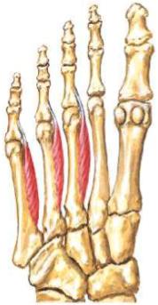Son músculos poliarticulares porque actúan sobre el pie, el tobillo y la rodilla.