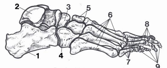 FIG. 5. Esqueleto del pie vista lateral 1. Calcáneo. 2. Astrágalo. 3. Escafoides. 4Cuboides 5. Cuñas. 6. Metatarsianos. 7. Falange proximal.