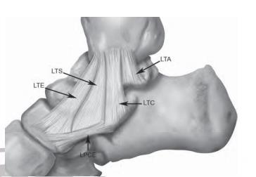 FIG. 9 Esquema del ligamento deltoideo y sus componentes.