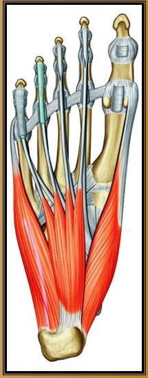 FIG. 14 Músculo del grupo intermedio del pie Referencia: