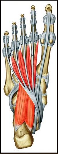 FIG. 15 Músculos del grupo lateral de la planta del pie.