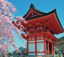 Por la mañana, visita de medio día de la ciudad, incluyendo el Santuario de Meiji, la Plaza del Palacio Imperial y el Templo de Asakusa Kannon con su arcada comercial Nakamise y terminando en el