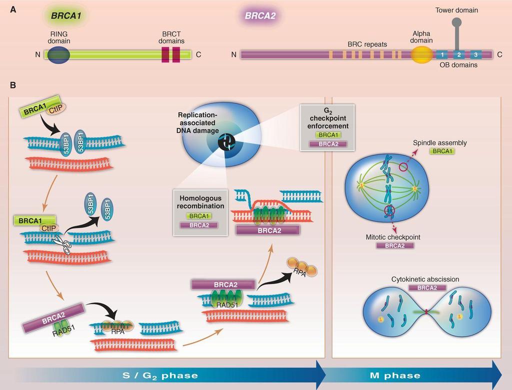 Genes BRCA1 y BRCA2 Estructura y función. BRCA1: cromosoma 17q21.31 BRCA2: cromosoma 13q13.