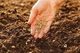 Se debe de conseguir una tierra suelta lo que nos permitirá tener la profundidad de siembra adecuada.