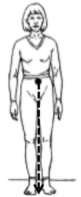 Respecto de la posición del CDG, en un adulto sano se sitúa sagitalmente detrás de las cabezas femorales, y frontalmente a nivel del sacro entre las hemipelvis izquierda y derecha, en un punto