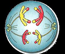 1. Meiosis 1.2 Meiosis I Etapa Anafase I Características Se produce la separación de los cromosomas homólogos.