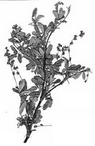 Gramíneas y de los géneros Festuca, Calamagrostis y Poa y el resto por plantas de otras familias como son