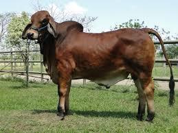 EMPADRE CONTINUO Libre modificada: El toro está durante 7-8 meses con las hembras, sale a