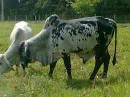 EMPADRE CONTINUO Controlada: Se detectan las vacas en calor y se les