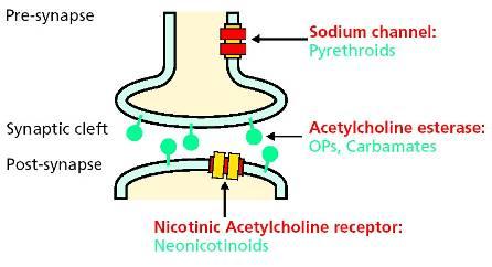 La molécula Ingrediente activo: Thiamethoxam Neonicotinoide de segunda generación Modo de Acción Interfiere con los receptores de acetilcolina