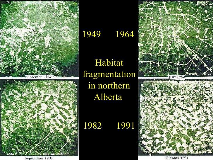 Actividad petrolera_fragmentación del bosque boreal asociado a las actividades de