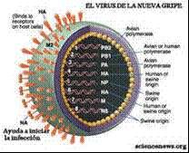 Virus Influenza Aviar 2005 Primer caso