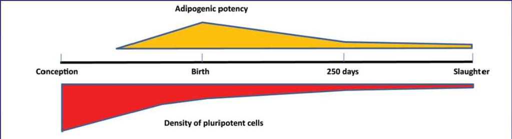 Potencial adipogénico Potencia adipogénica Densidad de células