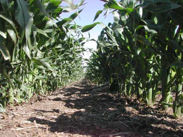 Eficiencia de uso y consumo de agua en maíz bajo diferentes tratamientos de fertilización Don Osvaldo 2005/06, G. Beltramo y col. (AAPRESID) Tratamiento Rendimiento (kg/ha) EUA (kg/mm) Testigo 4088 8.