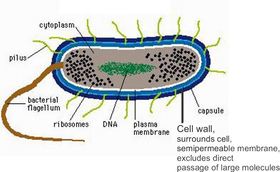 Rol de las Bacterias en el Tratamiento de Aguas Residuales Citoplasma, pilus, flagelo bacteriano, ribosomas, ADN, membrana plasmática, cápsula.