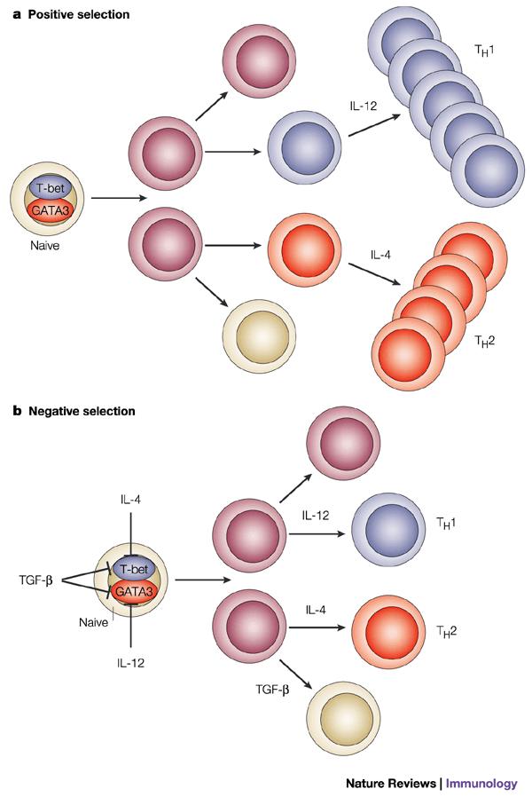 Diferenciación de las células TH (CD4+): TH1 (t-bet): IL-2, IFN-γ TH2 (GATA-3):