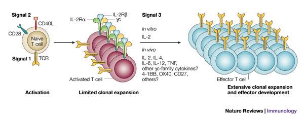 Fases de la respuesta inmune mediada por linfocitos T