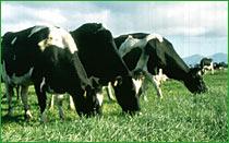 Reciclaje de Nitrógeno en animales en pastoreo Pastura Ballica + Trébol Tipo Animal Fertilización % N Follaje Bosta Orina Orina kg