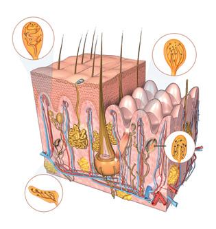 Los receptores del tacto estimulados envían impulsos nerviosos, a través de distintos nervios, hasta el cerebro, que los interpreta y los identifica.