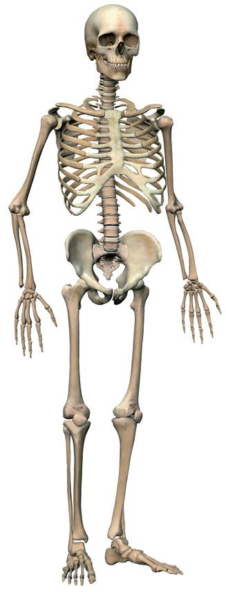 3 La repuesta. El sistema esquelético El sistema esquelético lo forman los huesos del esqueleto y las articulaciones.