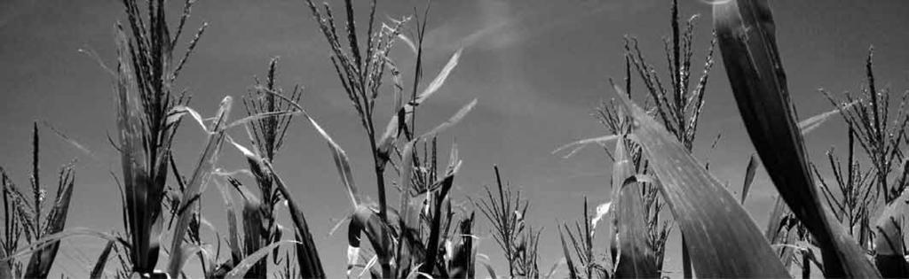 Introducción La inclusión del maíz en las rotaciones agrícolas es vital para la sustentabilidad de los esquemas productivos en siembra directa por su cantidad y calidad de rastrojo.