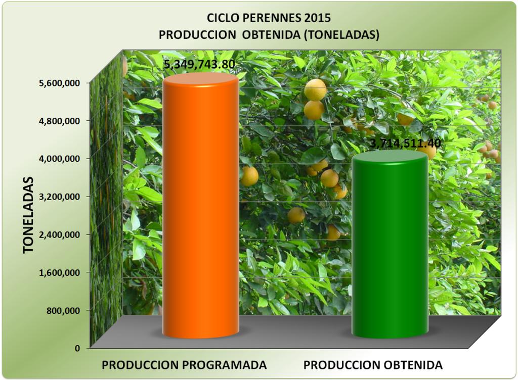 Uno de los cultivos de mucha importancia es la naranja el cual tiene un avance en la producción obtenida de 435,539 toneladas con un rendimiento de 18.3 ton por hectárea.